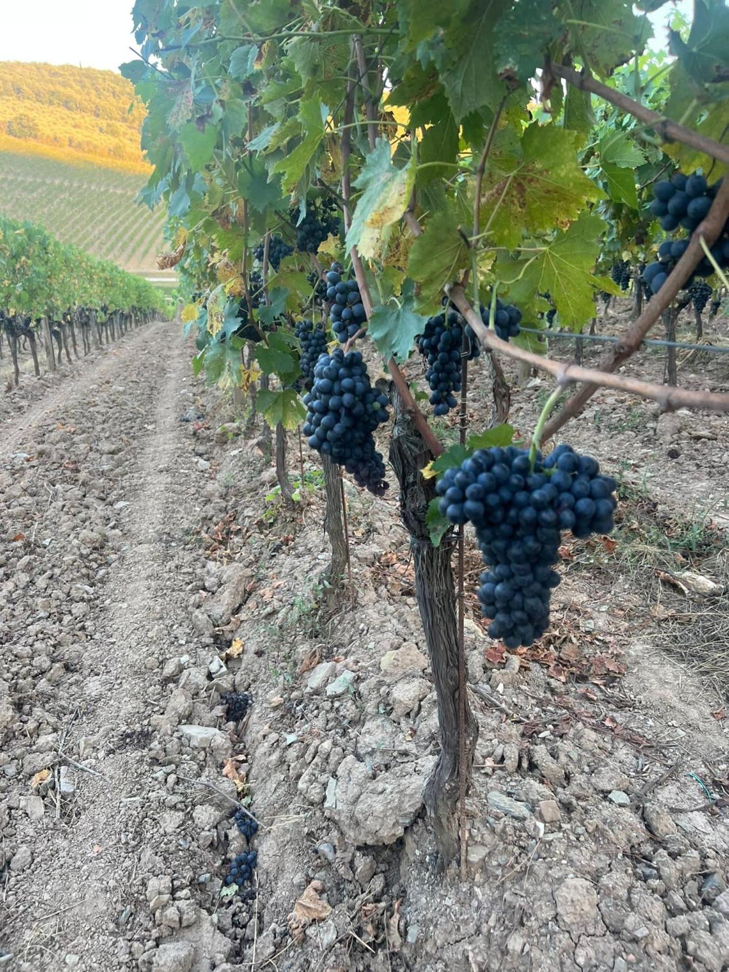 Locanda Podere Le Vigne Radda in Chianti Bagian luar foto